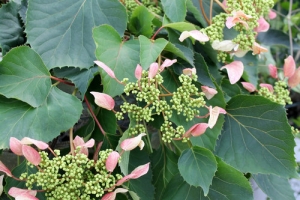 Hydrangea (Climbing) 'Rosea' 